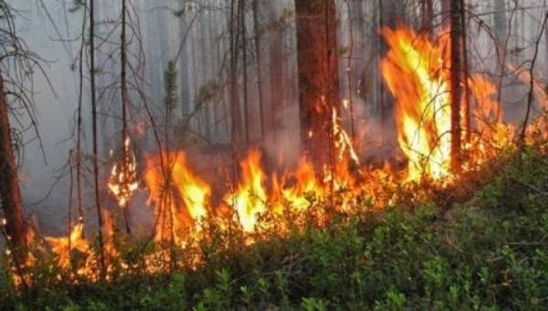 В России из-за аномальной жары вновь горят леса