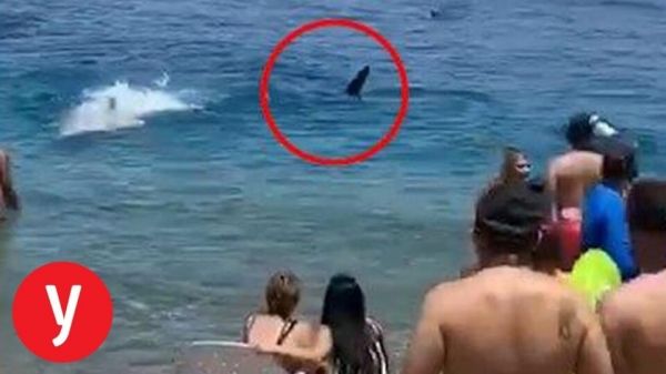 В Израиле огромная акула испортила отдых туристам. Видео