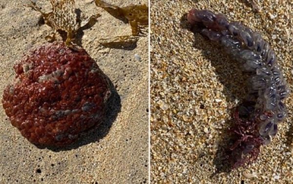Женщина на берегу Австралии обнаружила странные существа