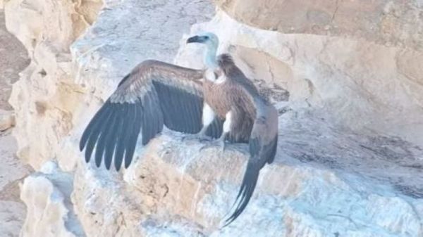 В Израиле военные с помощью дрона выкормили птенца орла. Видео