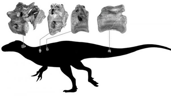 Ученые обнаружили новый вид четырехметрового динозавра