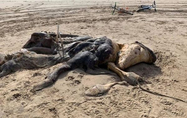 В Британии на пляже обнаружили тушу неизвестного существа
