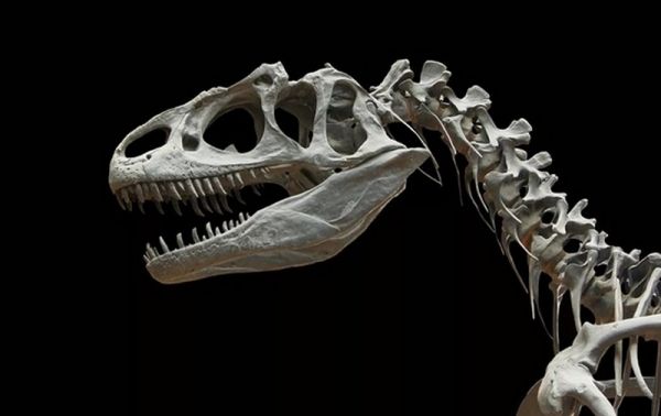 Ученые обнаружили новый вид четырехметрового динозавра