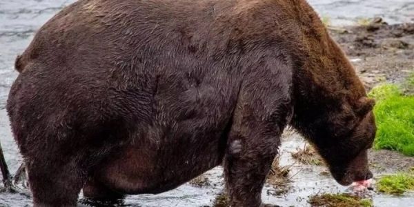 Пора на диету: на Аляске обнаружили упитанного медведя-рекордсмена