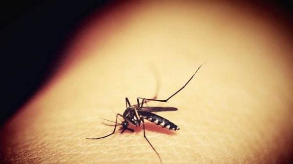 Распространяют насекомые: в Китае заявили о новом смертельном вирусе