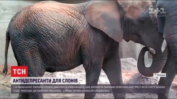 В Польше депрессию слонов будут лечить коноплей. Видео