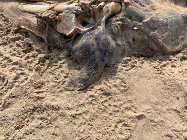 В Британии на пляже обнаружили тушу неизвестного существа