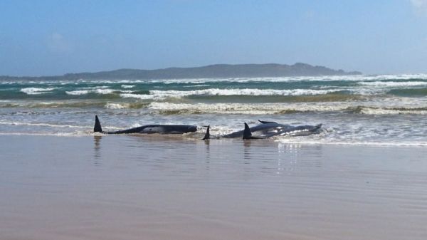 В Австралии на берег выбросились сотни китов. Фото