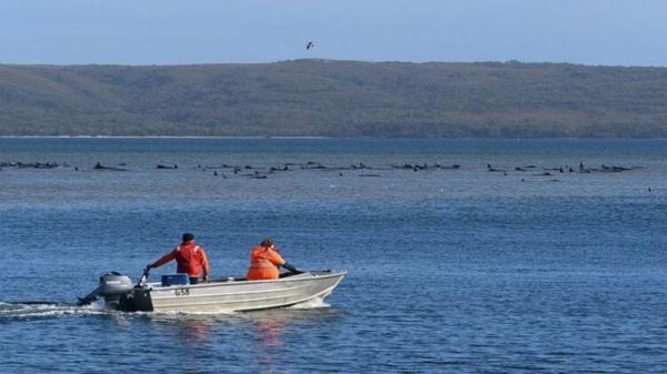 В Австралии на берег выбросились сотни китов. Фото