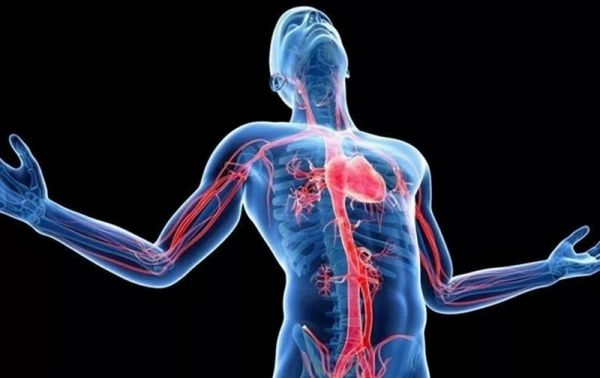 Ученые обнаружили в теле человека ранее неизвестный орган