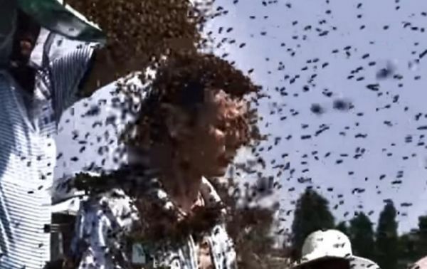 Китайца облепили килограммы пчел ради рекорда Гиннесса. Видео