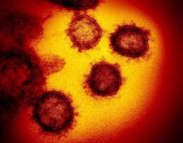     Коронавирус 2020 - в Дании уничтожат всех норок из-за коронавируса - коронавирус новости    