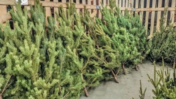 Киевляне утилизируют лишь 2% новогодних елок: экологи бьют тревогу