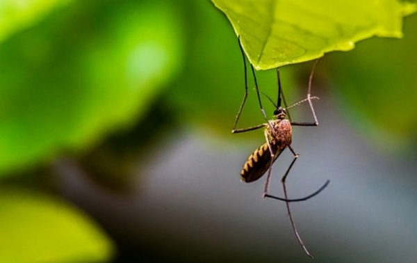 В Сербии зафиксировали нашествие смертельно опасных комаров: двое погибших