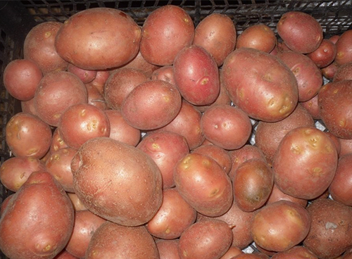 Страшные слухи о подорожании и исчезновении картошки: выясняем правду с производителями - Новости экономики