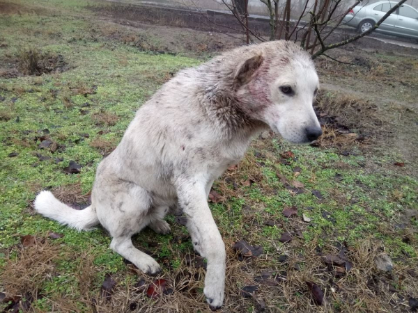 Чуть не разорвали: в Измаильском районе собаки бойцовской породы напали на полицейского