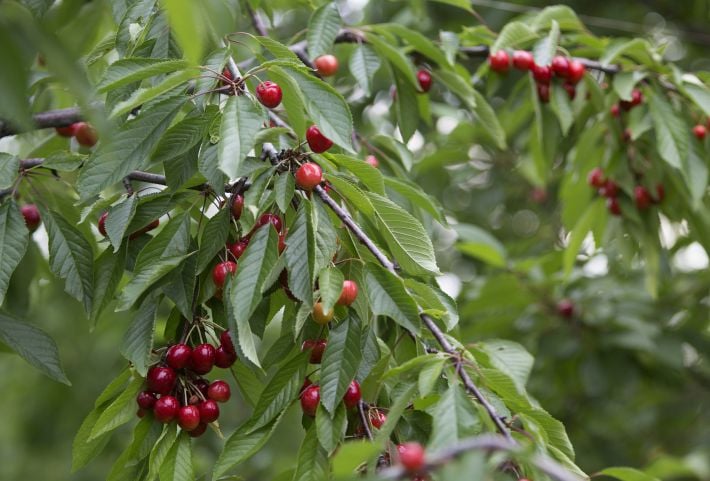 Погибло 90% урожая — оккупированный Мелитополь останется без черешни