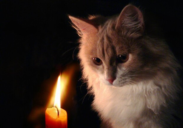 Котик смотрит на свечу. 