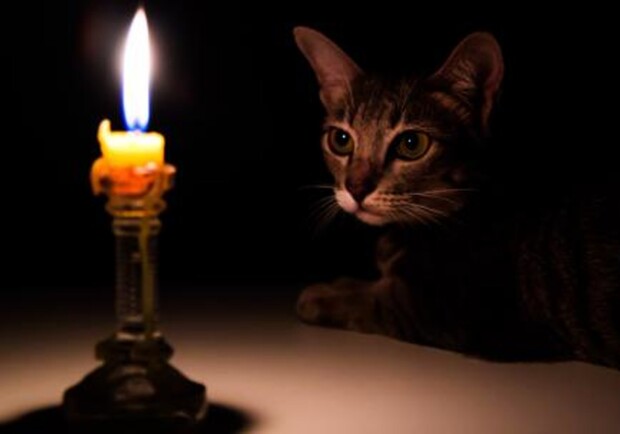 Котик смотрит на свечу. 