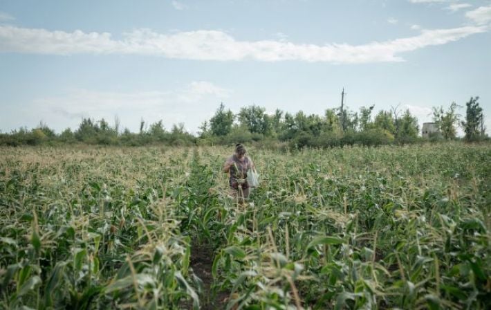 Засуха и вредители угрожают урожаю в Украине: Укргидрометцентр назвал пострадавшие регионы