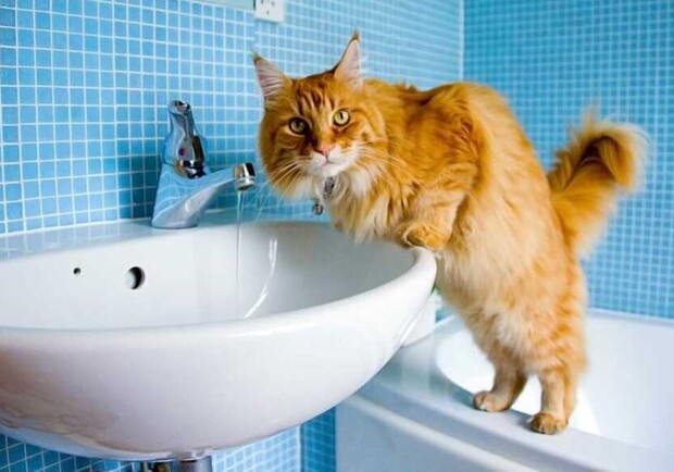 Котик возле умывальника.