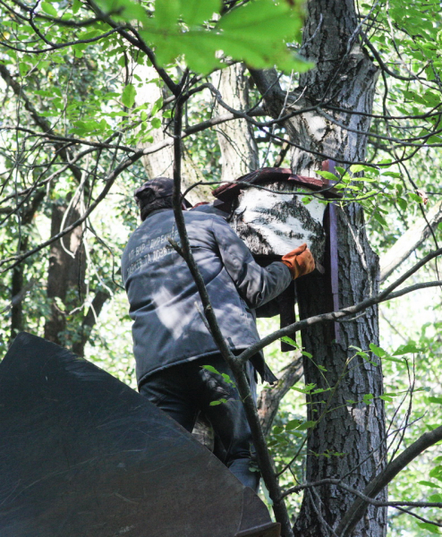 У Центральному парку Вінниці встановили будиночки для кажанів У Центральному парку Вінниці встановили будиночки для кажанів