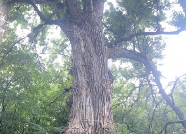 У мерії відповіли на петицію щодо збереження історичного скверу у Вінниці У мерії відповіли на петицію щодо збереження історичного скверу у Вінниці