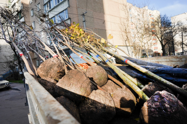 Липи, клени, катальпи та сакури: у Вінниці висадять 500 дерев Липи, клени, катальпи та сакури: у Вінниці висадять 500 дерев
