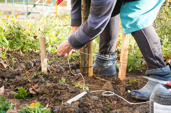 Липи, клени, катальпи та сакури: у Вінниці висадять 500 дерев Липи, клени, катальпи та сакури: у Вінниці висадять 500 дерев