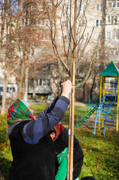 Липи, клени, катальпи та сакури: у Вінниці висадять 500 дерев Липи, клени, катальпи та сакури: у Вінниці висадять 500 дерев