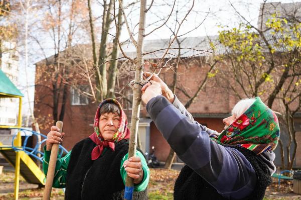 Липи, клени, катальпи та сакури: у Вінниці висадять 500 дерев Липи, клени, катальпи та сакури: у Вінниці висадять 500 дерев