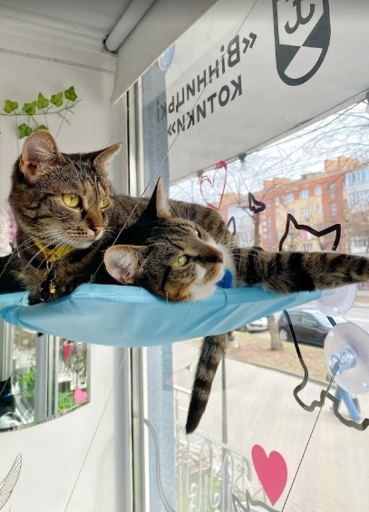 Кав’ярні Вінниці: затишні заклади з кавою для посиденьок у холодні дні Кав’ярні Вінниці: затишні заклади з кавою для посиденьок у холодні дні