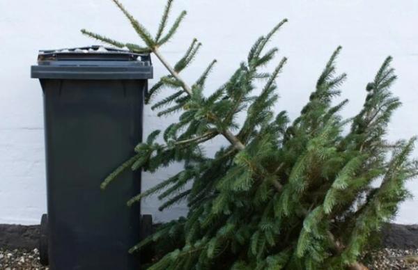 Утилізація ялинок Вінниця: що робити з деревом після свят Утилізація ялинок Вінниця: що робити з деревом після свят
