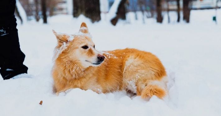 В Житомирской области 16-летняя девушка стреляла в собаку во время прямого эфира ради «контента»