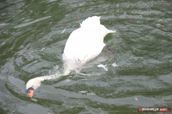 Пару лебедів повернули на озеро біля Центрального парку Вінниці: фото Пару лебедів повернули на озеро біля Центрального парку Вінниці: фото