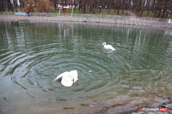 Пару лебедів повернули на озеро біля Центрального парку Вінниці: фото Пару лебедів повернули на озеро біля Центрального парку Вінниці: фото