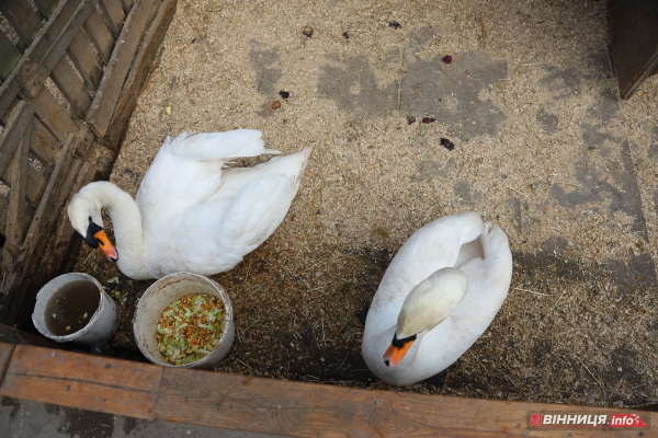 Пару лебедів повернули на озеро біля Центрального парку Вінниці: фото Пару лебедів повернули на озеро біля Центрального парку Вінниці: фото