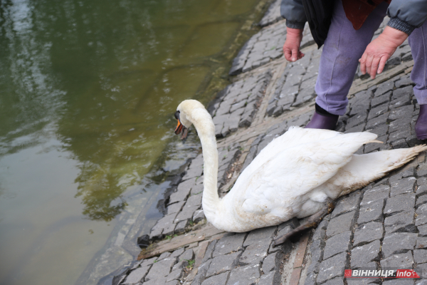 Пару лебедів повернули на озеро біля Центрального парку Вінниці: фото Пару лебедів повернули на озеро біля Центрального парку Вінниці: фото