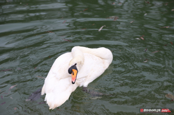 Пару лебедів повернули на озеро біля Центрального парку Вінниці: фото Пару лебедів повернули на озеро біля Центрального парку Вінниці: фото