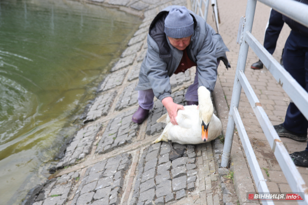 Пару лебедів повернули на озеро біля Центрального парку Вінниці: фото Пару лебедів повернули на озеро біля Центрального парку Вінниці: фото