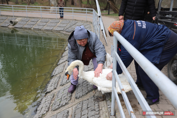 Пару лебедів повернули на озеро біля Центрального парку Вінниці: фото Пару лебедів повернули на озеро біля Центрального парку Вінниці: фото