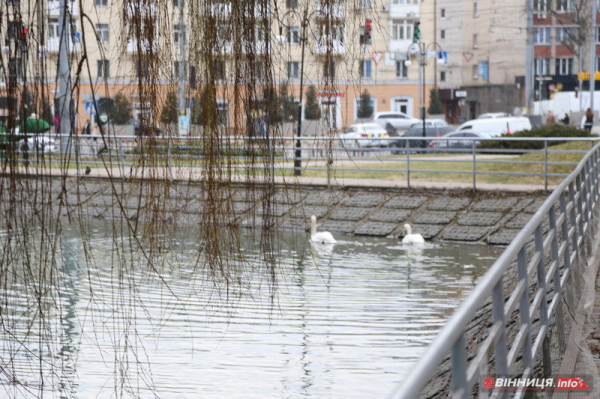 Пару лебедів повернули на озеро біля Центрального парку Вінниці: фото Пару лебедів повернули на озеро біля Центрального парку Вінниці: фото