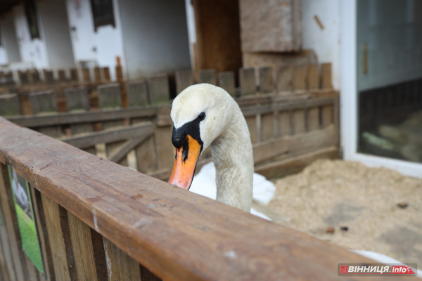 Пару лебедів повернули на озеро біля Центрального парку Вінниці: фото Пару лебедів повернули на озеро біля Центрального парку Вінниці: фото