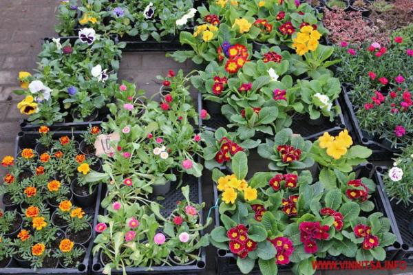 У Вінниці визначили місця для продажу пасхальної атрибутики й квітів У Вінниці визначили місця для продажу пасхальної атрибутики й квітів