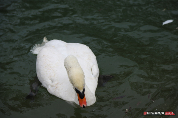 Пару лебедів повернули на озеро біля Центрального парку Вінниці: фото Пару лебедів повернули на озеро біля Центрального парку Вінниці: фото
