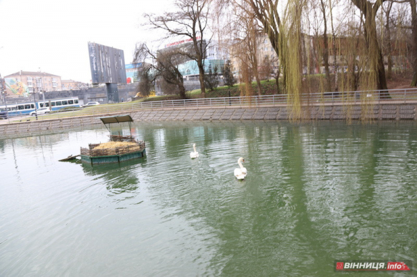 Пару лебедів повернули на озеро біля Центрального парку Вінниці: фото Пару лебедів повернули на озеро біля Центрального парку Вінниці: фото