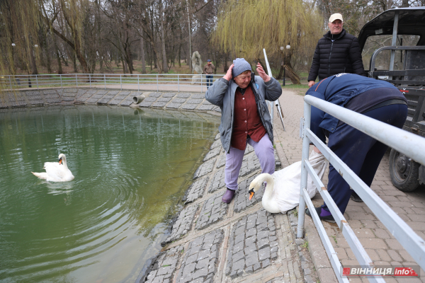 Пару лебедів повернули на озеро біля Центрального парку Вінниці: фото Пару лебедів повернули на озеро біля Центрального парку Вінниці: фото