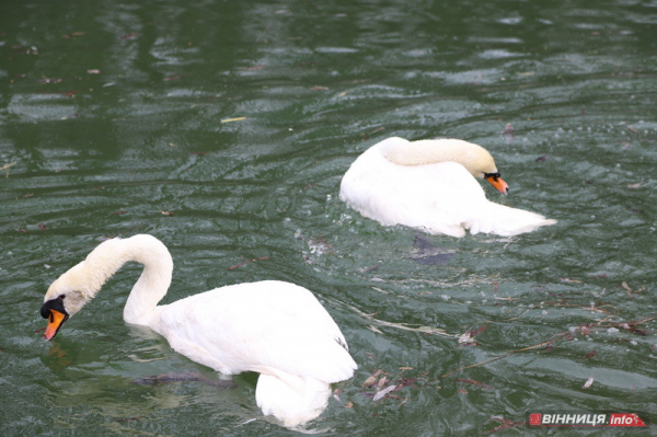Пару лебедів повернули на озеро біля Центрального парку Вінниці: фото Пару лебедів повернули на озеро біля Центрального парку Вінниці: фото
