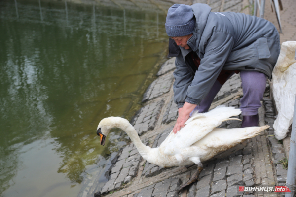 Пару лебедів повернули на озеро біля Центрального парку Вінниці: фото Пару лебедів повернули на озеро біля Центрального парку Вінниці: фото