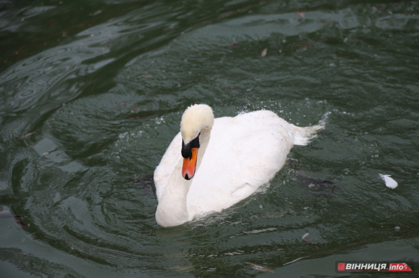 Пару лебедів повернули на озеро біля Центрального парку Вінниці: фото Пару лебедів повернули на озеро біля Центрального парку Вінниці: фото